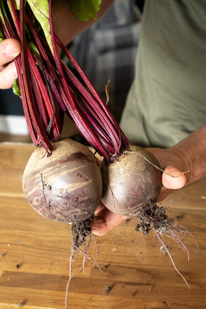 Homegrown Beetroots with vibrant red stems held by mens hands over wooden surface. Fresh Mud still on roots.